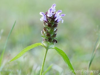 Flowers with leaves